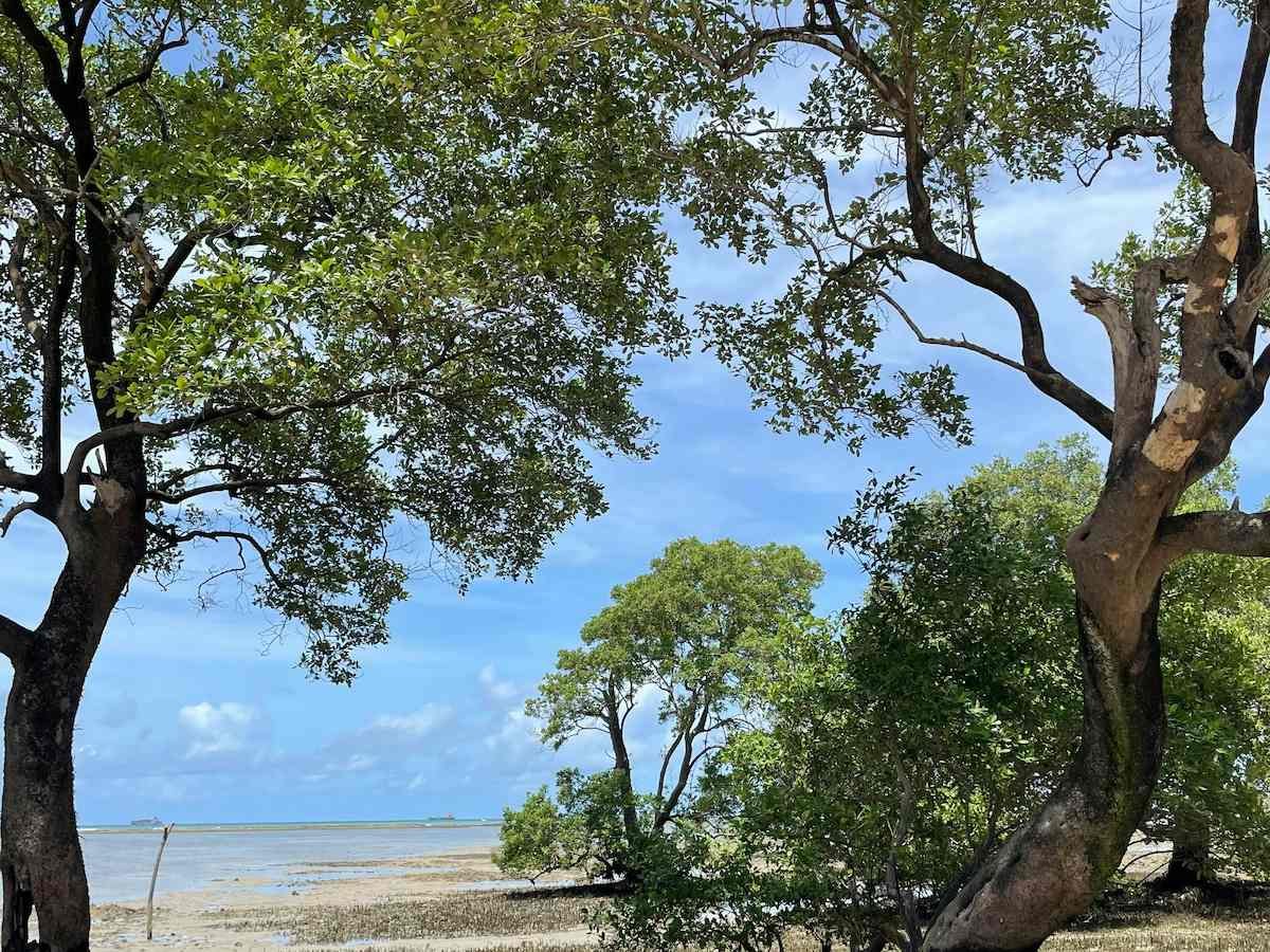 Pa Khlok mangroves
